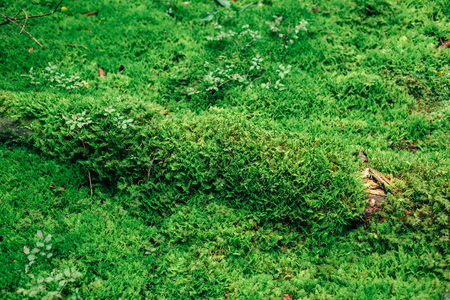 moss on a forest floor. eco conceptの写真素材