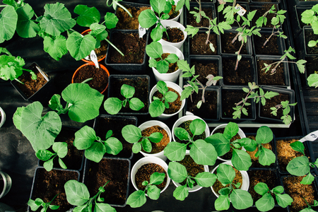 various seedling in greenhouse. Organic food. Healthy lifestyle concept. の写真素材