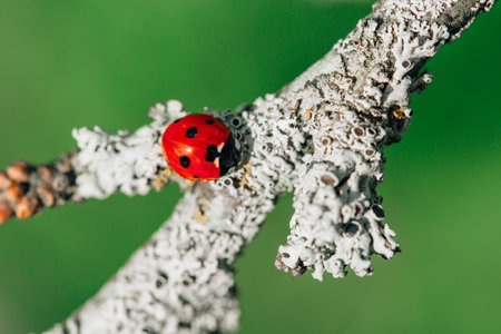 Macro photo of  Ladybug sitting on branchの写真素材