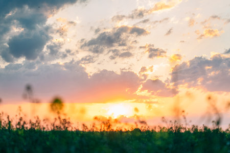 Sunny dawn in a field. Beutiful landscape. Gorgeous sunset