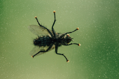 A macro shot of fly sitting on window. Bottom viewの写真素材