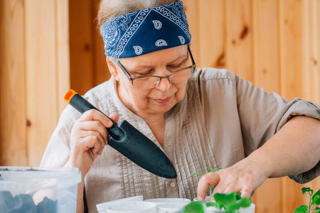 Senior female gardener preparing soil for seedling transplantation. Mature woman in glasses caring for sproutsの写真素材