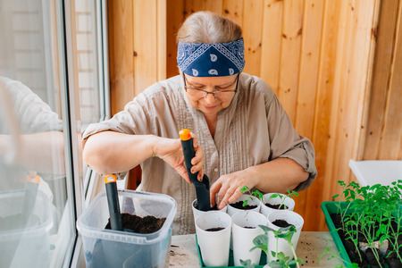 Senior female gardener planting seedlings. Mature woman in glasses caring for sproutsの写真素材