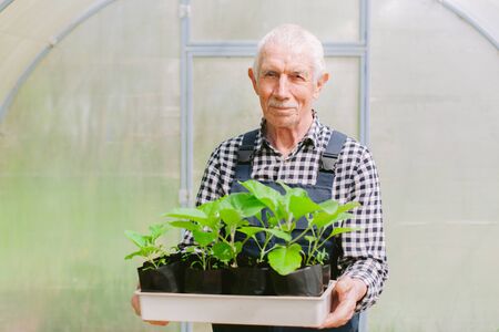 Smiling cheerful senior gardener  working in greenhouse. Old man in overall holding tray with seedlingsの写真素材