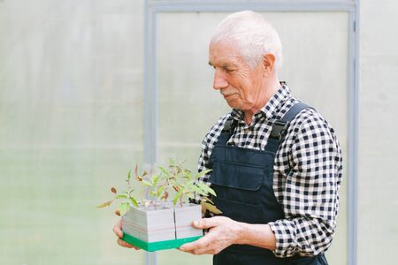 Smiling cheerful senior gardener  working in greenhouse. Old man in overall holding tray with seedlingsの写真素材