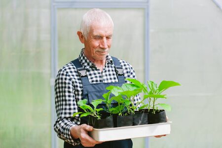 Smiling cheerful senior gardener  working in greenhouse. Old man in overall holding tray with seedlingsの写真素材