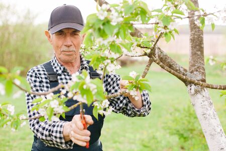Senior gardener working with blooming tree. Old man in cap and overall in garden.の写真素材