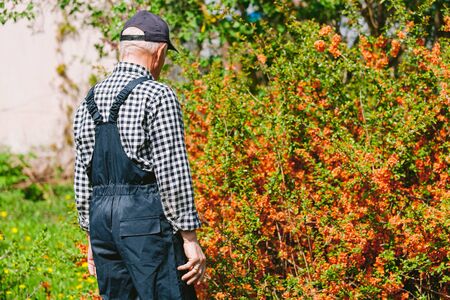 Senior gardener standing in garden. Aged man in overall and baseball cap. Backview of old farmerの写真素材