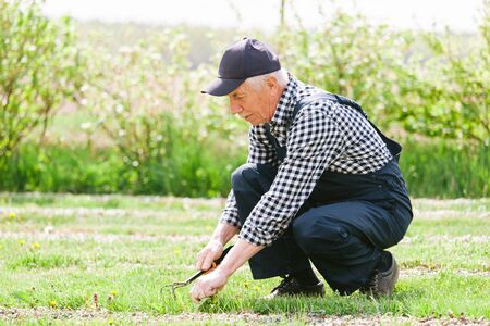 Senior gardener working in garden bed. Aged man in overall and baseball cap. Old smiling farmer.の写真素材