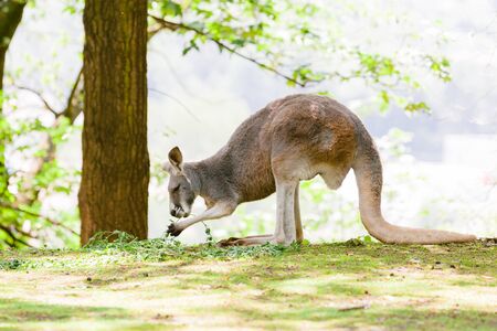 A kangaroo at Australian wildlife outdoor with. A beautiful nature portrait with a cute wild animal or mammalの写真素材
