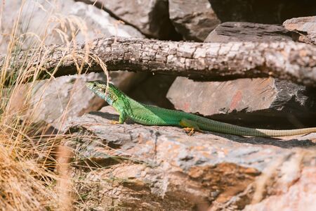 European Green Lizard - Lacerta viridisの写真素材