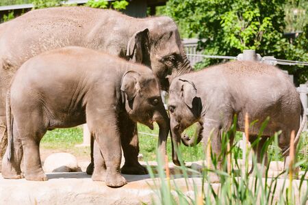 Family Of Indian Elephants At The Prague Zooの写真素材