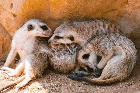 Meerkat or suricate is a small carnivoran belonging to the mongoose family.の写真素材
