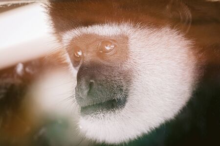 Close up portrait of eastern black and white colobus monkeyの写真素材