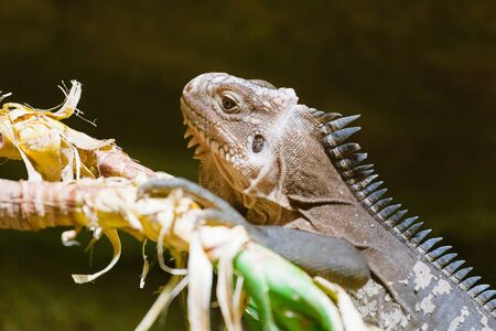 close-up portrait of a resting green iguanaの写真素材