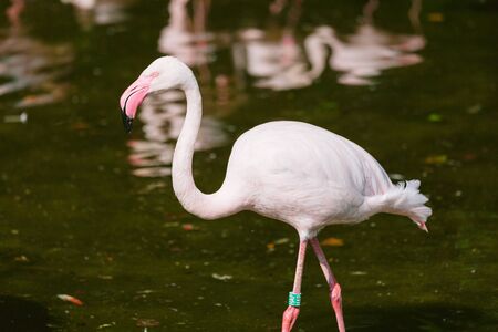 flamingo in nature habitat. Beautiful water bird. Pink big bird Greater Flamingoの写真素材