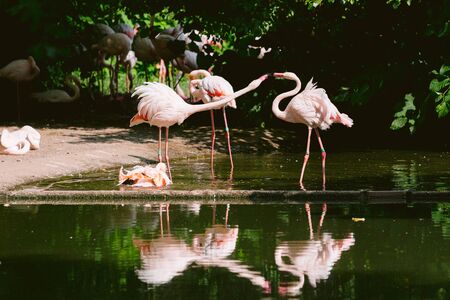 flamingo in nature habitat. Beautiful water bird. Pink big bird Greater Flamingoの写真素材