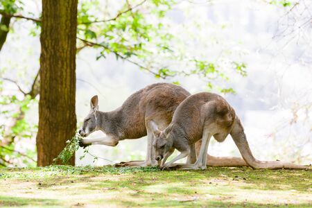 A kangaroo at Australian wildlife outdoor with. A beautiful nature portrait with a cute wild animal or mammalの写真素材