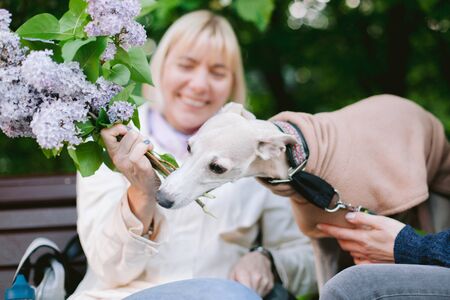 A dog of the whippet breed in a park. Cute dog in coat eating lilac branchの写真素材