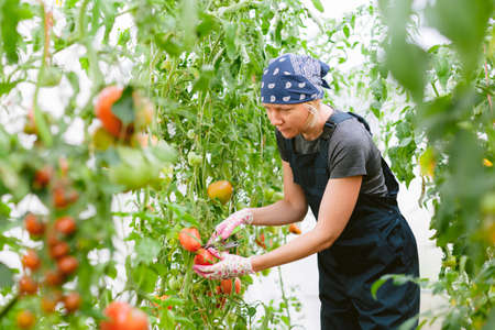 Young pretty female gardener in greenhouse harvesting tomatoes. Woman farmer in overall.の写真素材