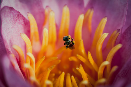 Bee with Water Lily Flowerの写真素材