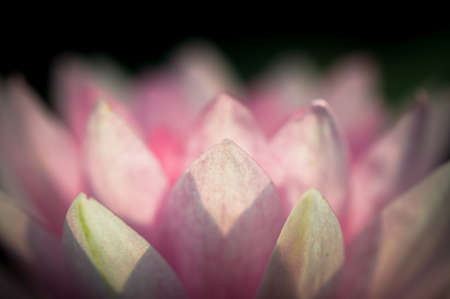 Water Lily Macro Shotの写真素材