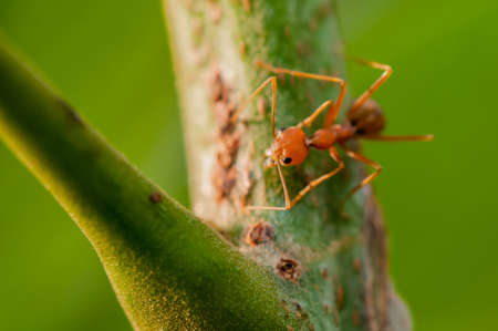 Red Ant on Green Branch Backgroundの写真素材