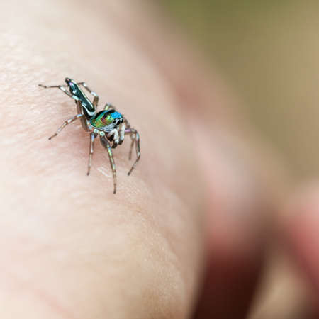 Jumping Spider Over Handの写真素材