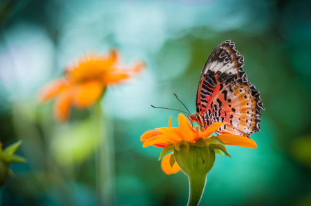 Monarch Butterfly on a Orange Mexican Sunflowerの写真素材