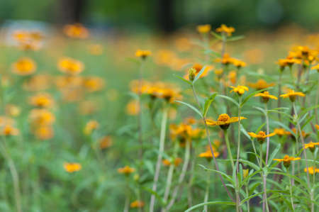 Yellow Daisy flowersの写真素材