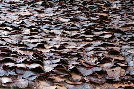 Roof Leafの写真素材