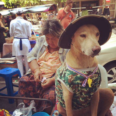 Dog saving democracy in Thailandの素材