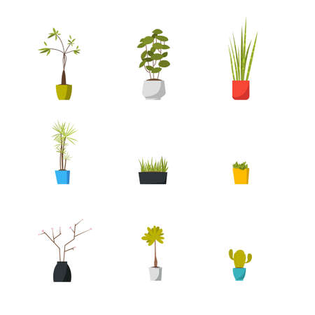 Set of a Vector Flat Illustration of Potted Flowers.のイラスト素材