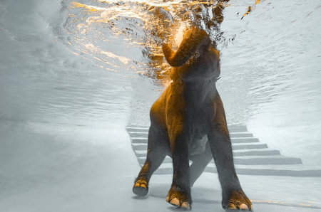 AN ELEPHANT IN A POOL : A large elephant dives into a pool while twirling his trunk and dancing under the water as part of an Elephant Show at âkhao kheowâ Open Zoo.のeditorial素材