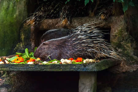 Porcupines are rodent mammals with a coat of sharp spines, or quills. Four of them are in the man-made den at Bangkok Zoo. One is still eating while the others sleep.の写真素材