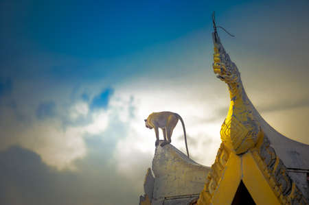 A lone monkey stands on the ridge of a temple gazing down.の写真素材