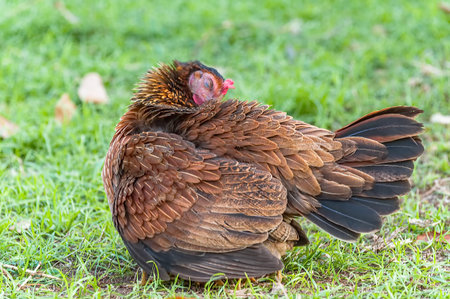 Hen is grooming its fluffy feathers.の写真素材