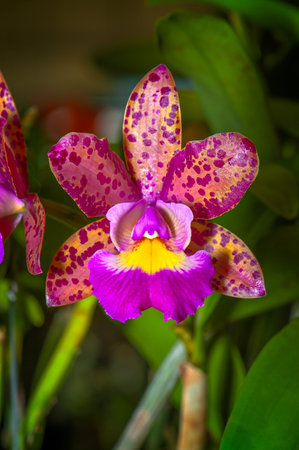 Cattleya Pink Jaguar is a colorful orchid hybrid. The flower has yellow and shades of purple lip. The starfish-shaped bloom has yellow and orange color freckled with purple dots.の写真素材