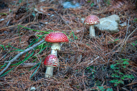 Poisonous mushroom with brightly red color cap and white spots flake grows among pine trees in a...