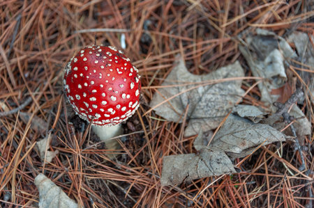 Poisonous mushroom with brightly red color cap and white spots flake grows among pine trees in a...