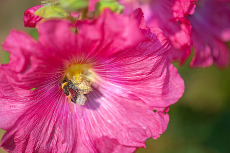 Beautiful close-up of a bee covered with pollen from a colorful flower with morning dew on the...