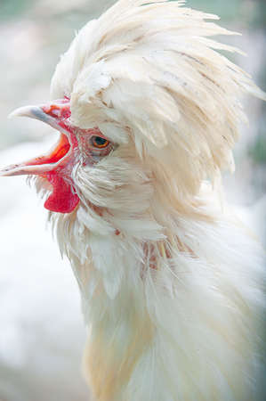 Closeup of white Araucana Chicken crowing. Beautiful White Araucana chicken taken with shallow depth of field.の写真素材