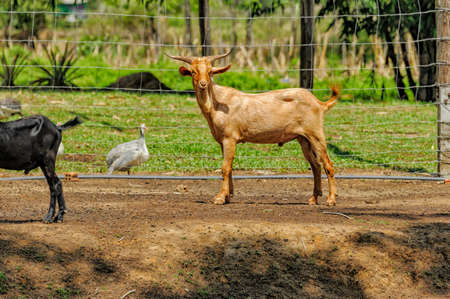 Curious goat in a field. Brown goat stands on a pasture with a duck. Brown goat portrait in a farmland.の写真素材