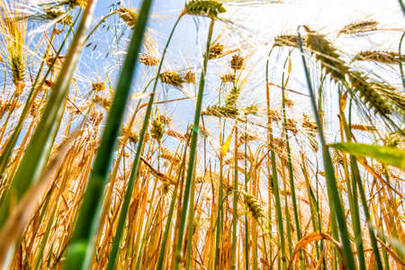 Golden barley field. Close up of barley grains and stalks. Barley field in the sun with blue sky.の写真素材