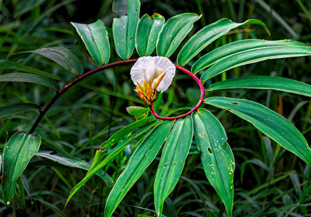 Beautiful blooming wild spiral ginger crepe flower with handkerchief-like petal.
