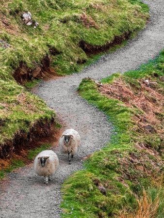 A flock of sheep returns from everyday grazing in a prairie.の写真素材