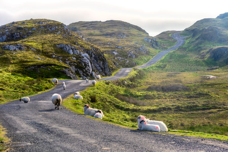 A flock of sheep walks on the mountaintop road for everyday grazing in a prairie.の写真素材