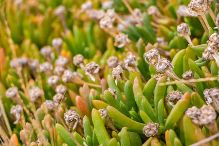 Close-up of the succulent shrub of rounded noon-flower at Westgate Park Australia. Disphyma crassifolium leaves and seed heads by a salt lake in selective focus. Round-leaved pigface or karkalla.の写真素材