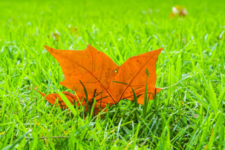 Close-up of a fallen orange maple leaf on a green grassy patch at a park. Autumn concept in high colour contrast.の写真素材
