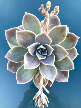 closeup succulent plant on blue backgroundの写真素材